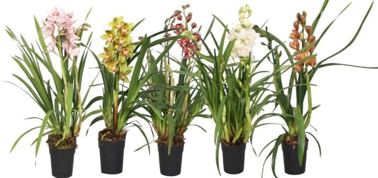 Εικόνα για Ορχιδέα Cymbidium